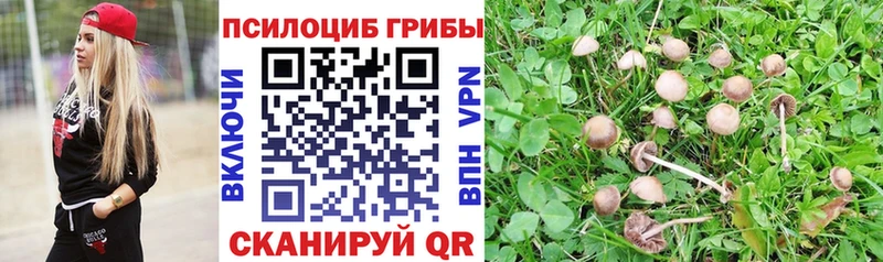 Галлюциногенные грибы Psilocybine cubensis Торжок